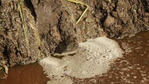 Vi phạm quy định về xử lý chất thải chăn nuôi bị xử phạt như thế nào? Vi phạm quy định về xử lý chất thải chăn nuôi bị xử phạt như thế nào?