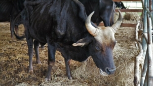 Xót xa đàn bò tót bị bỏ rơi ốm đói đến trơ xương