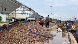 Hải Bình (Thanh Hóa): Tấm gương bám biển làm giàu từ vùng đất cảng Lạch Bạng Hải Bình (Thanh Hóa): Tấm gương bám biển làm giàu từ vùng đất cảng Lạch Bạng