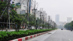 Dự án cây phong lá đỏ thất bại - Hà Nội thay thế bằng cây bàng lá nhỏ dọc tuyến phố Nguyễn Chí Thanh - Trần Duy Hưng  Dự án cây phong lá đỏ thất bại - Hà Nội thay thế bằng cây bàng lá nhỏ dọc tuyến phố Nguyễn Chí Thanh - Trần Duy Hưng