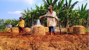 Rơm Rạ Nguồn “Tài Nguyên” Chứa Đựng Nhiều Tiềm Năng