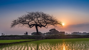 Cây bàng cô đơn giữa mùa đông hút hồn giới trẻ Cây bàng cô đơn giữa mùa đông hút hồn giới trẻ