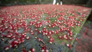 Cây Lộc Vừng: Cây di sản ở Cẩm Khê trải thảm đỏ mùa hoa nở Cây Lộc Vừng: Cây di sản ở Cẩm Khê trải thảm đỏ mùa hoa nở