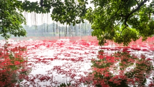 Lung linh hồ Gươm "rợp đỏ" vào mỗi mùa hoa lộc vừng nở