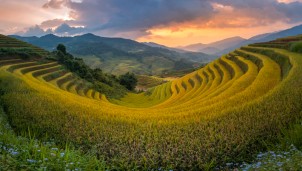 Về Lao Chải ngắm ruộng bậc thang rực rỡ sắc vàng Về Lao Chải ngắm ruộng bậc thang rực rỡ sắc vàng