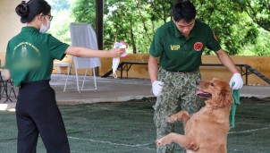 Dịch vụ huấn luyện chó nghiệp vụ hút khách ở Hà Nội Dịch vụ huấn luyện chó nghiệp vụ hút khách ở Hà Nội