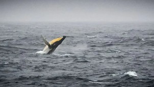 Dự báo về cuộc đại tuyệt chủng Holocene trên hành tinh Dự báo về cuộc đại tuyệt chủng Holocene trên hành tinh