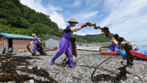 Phát triển thảm tảo biển nhân tạo tại Nhật Bản Phát triển thảm tảo biển nhân tạo tại Nhật Bản