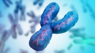 Sự biến mất của nhiễm sắc thể Y và triển vọng về gene giới tính mới