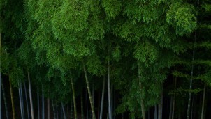 Xiaomi đặt mục tiêu cắt giảm 98% phát thải nhà kính vào năm 2040