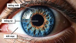 Tại sao mống mắt được thu thập làm dữ liệu căn cước