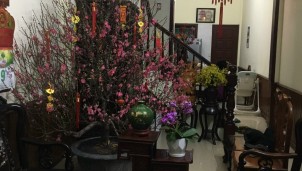 Bí quyết để có cành đào luôn tươi đẹp trong dịp Tết Nguyên đán