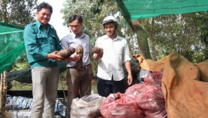 Long An đẩy mạnh bán nông sản qua sàn thương mại điện tử