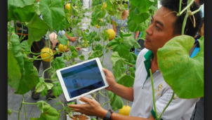 Ứng dụng công nghệ, tăng cường tiêu chuẩn VietGAP và GlobalGAP với hàng nông sản Ứng dụng công nghệ, tăng cường tiêu chuẩn VietGAP và GlobalGAP với hàng nông sản