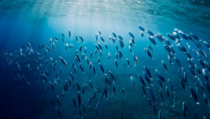 Cảnh báo - Biến đổi khí hậu có thể đã bắt đầu bóp nghẹt ngành thủy sản trên thế giới