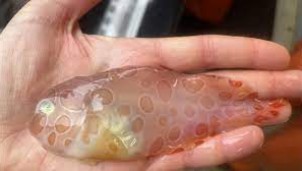 Cá ốc sên kỳ ảo được tìm thấy tại đáy biển băng giá ở Alaska Cá ốc sên kỳ ảo được tìm thấy tại đáy biển băng giá ở Alaska