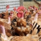 Cả nước còn 10 ổ dịch cúm gia cầm chưa qua 21 ngày Cả nước còn 10 ổ dịch cúm gia cầm chưa qua 21 ngày