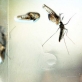 Phát hiện kháng thể ngăn chặn cả 4 chủng virus gây bệnh sốt xuất huyết