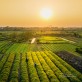Cánh đồng hoa Cúc chi - Địa chiểm check in hấp dẫn giới trẻ ngay gần Hà Nội dịp nghỉ lễ 2/9