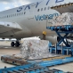 Vietnam Airlines đã vận chuyển bộ xét nghiệm nhanh Covid-19 do Đức trao tặng về đến Việt Nam Vietnam Airlines đã vận chuyển bộ xét nghiệm nhanh Covid-19 do Đức trao tặng về đến Việt Nam