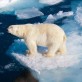 Gấu trắng Bắc Cực có nguy cơ biến mất trên địa cầu vào cuối thế kỷ này Gấu trắng Bắc Cực có nguy cơ biến mất trên địa cầu vào cuối thế kỷ này