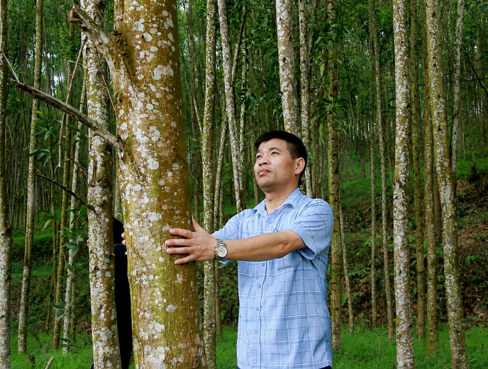 Trồng rừng gỗ lớn ở Nghệ An.