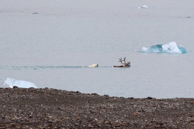 Gấu Bắc Cực đã phải thay đổi thói quen săn mồi từ dưới nước lên trên cạn cho thấy về tình trạng ô nhiễm ngày càng nặng nề hơn