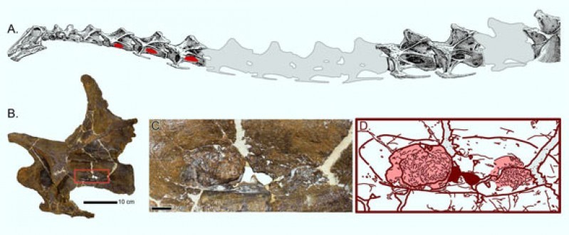 Mẫu hoá thạch giúp các nhà khoa học phát hiện về bệnh đường hô hấp ở khủng long sống trong kỷ Jura