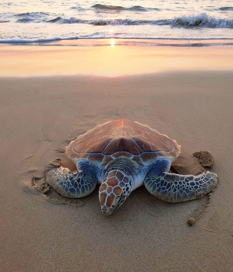 Loài rùa đã trở lại bãi biển Phuket sau khi ngành du lịch phải đóng cửa vì COVID-19 và không còn du khách đến nơi đây