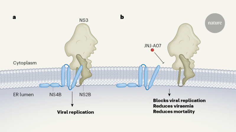 Mô phỏng cơ chế hoạt động của hợp chất JNJ-A07 trên chuỗi protein của virus gây bệnh sốt xuất huyết