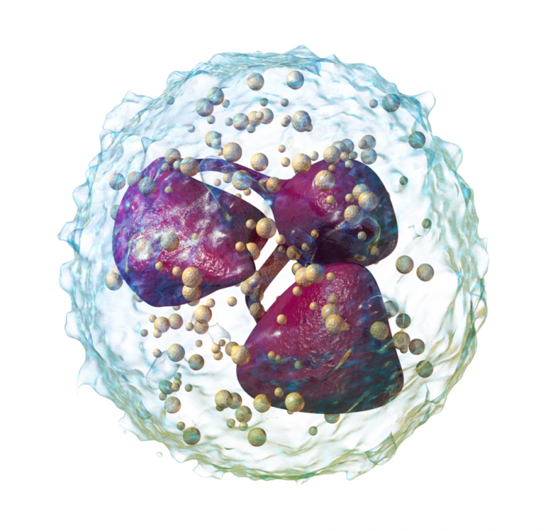 Tế bào "2 mang" Neutriphil được các nhà khoa học tại Đại học Tel Aviv mô phỏng trong báo cáo nghiên cứu mới dược công bố gần đây