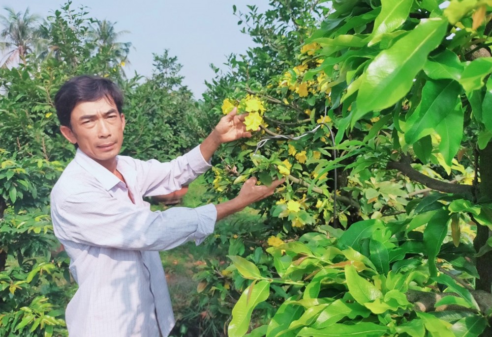 Dịch vụ cho thuê mai trưng Tết Tân Sửu 2021 đang là cứu cánh cho nông dân Bà Rịa - Vũng Tàu