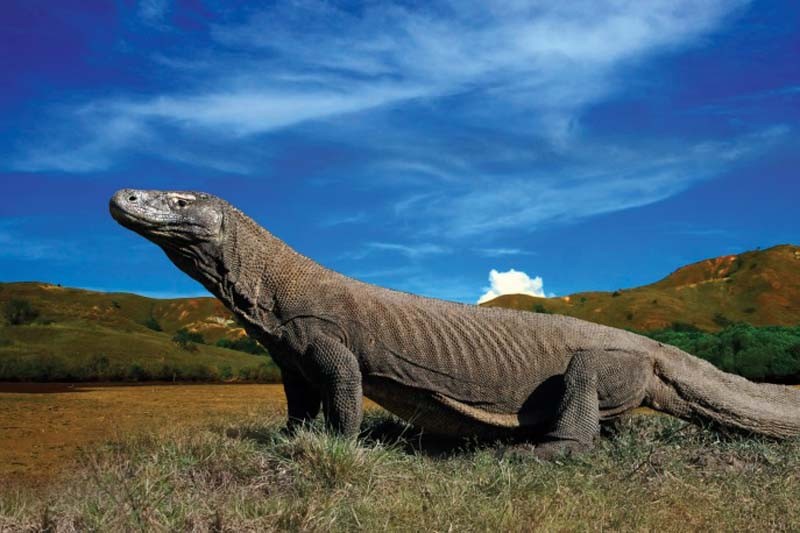 Rồng Komodo là loài vật duy nhất còn tồn tại trên thế giới có họ hàng với các loài khủng long thời tiền sử