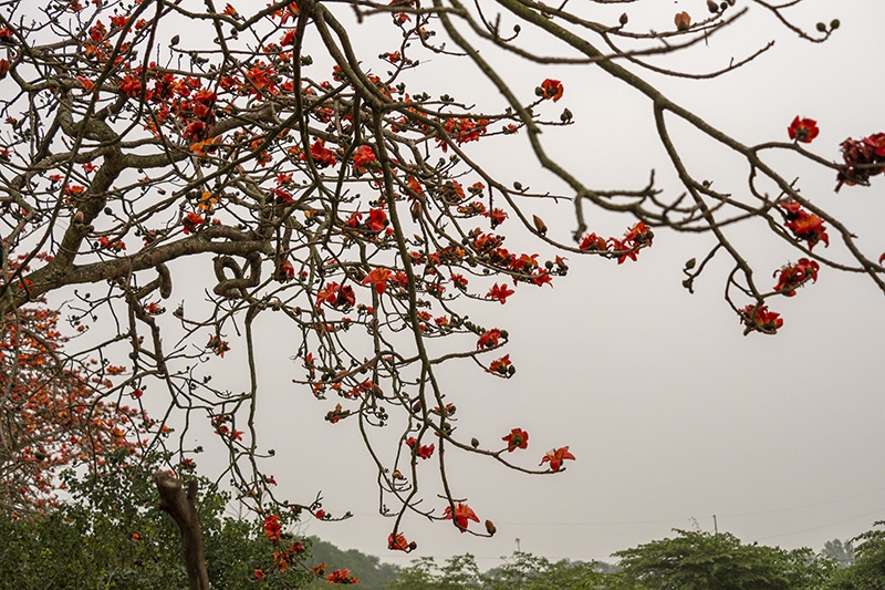 "Rực lửa" hoa gạo tháng 3