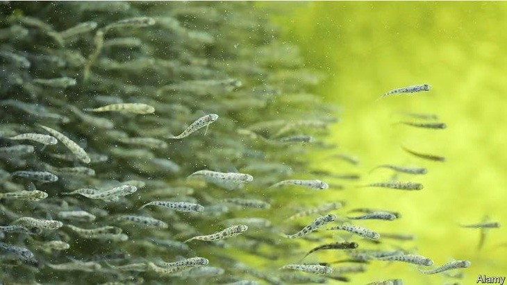 Hệ thống lọc RAS giúp nuôi cá trên cạn trong các bể