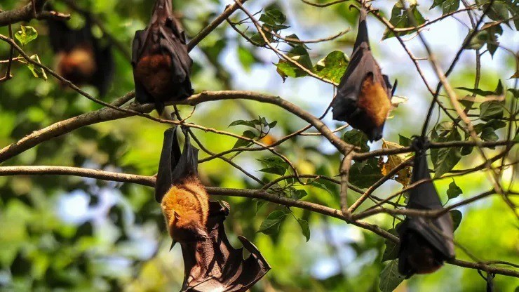 virus Nipah gây chết người