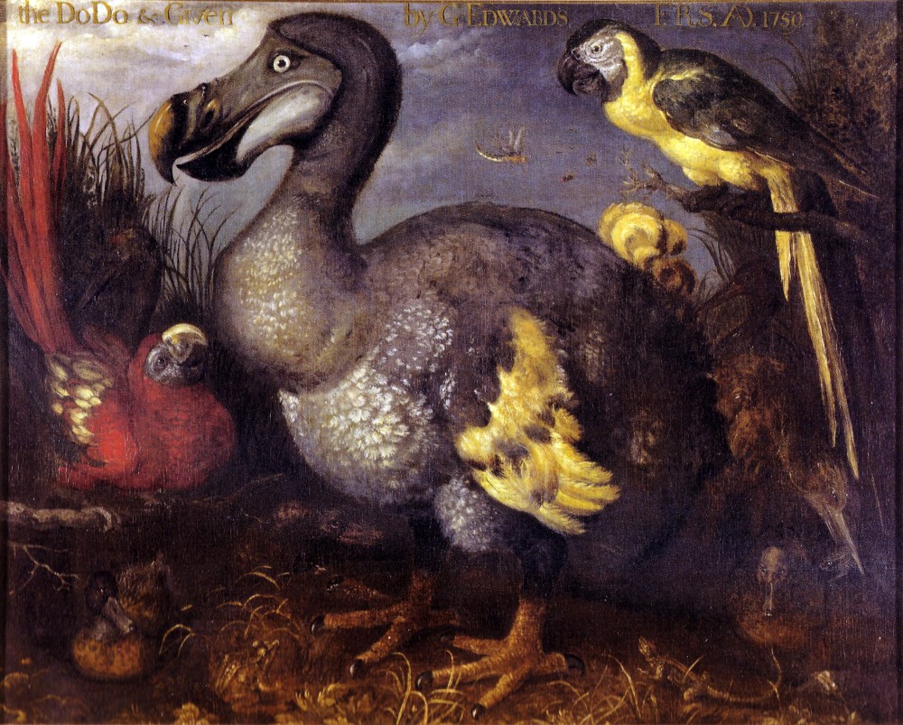 Chim Dodo, nạn nhân của sự kiện tuyệt chủng thứ 6 Holocene diễn ra sau Kỷ băng hà cuối cùng