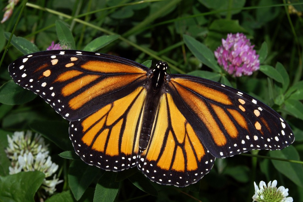 Một con bướm chúa cái - giống bướm được biết đến nhiều nhất khắp Bắc Mĩ
