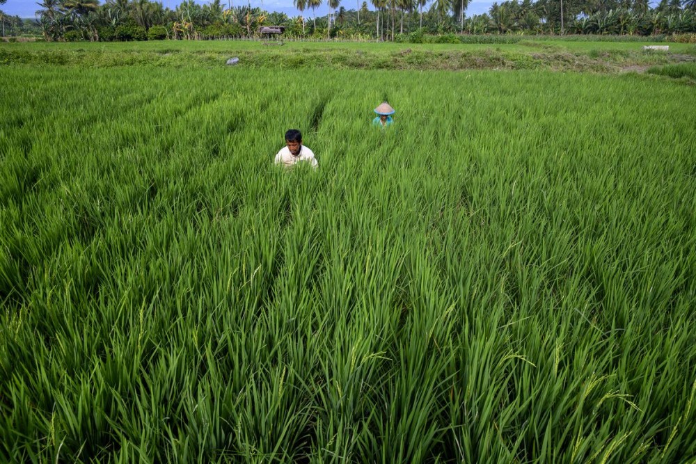 Lúa biến đổi gen được trồng rộng rãi và phổ biến có thể giúp chống lại biến đổi khí hậu