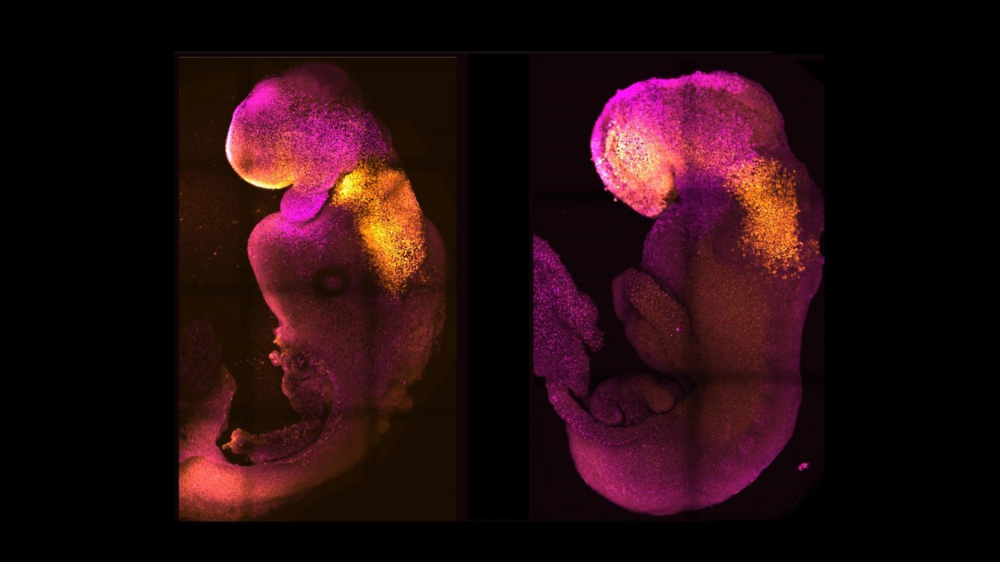 Ảnh chụp phôi chuột được tạo ra trong phòng thí nghiệm (trái) và phôi chuột tự nhiên (phải)