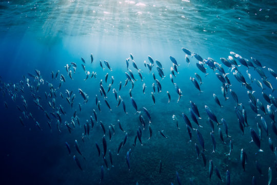 Cá trong đại dương sẽ bị ảnh hưởng lớn do biến đổi khí hậu(ảnh minh họa).