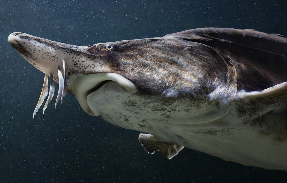 Một con cá tầm Beluga bơi trên sông. (hình ảnh: Rostislav Stefanek / Shutterstock.com)