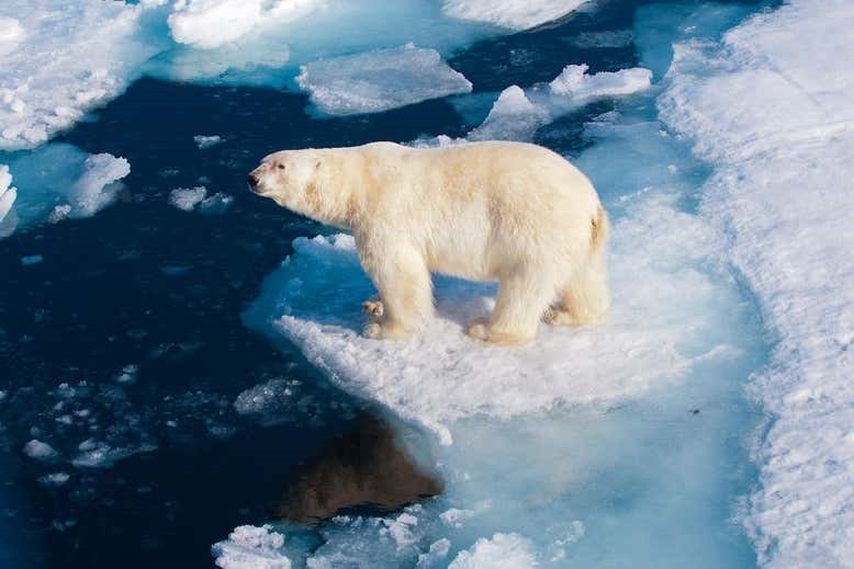 Gấu trắng Bắc Cực có nguy cơ biến mất trên địa cầu.