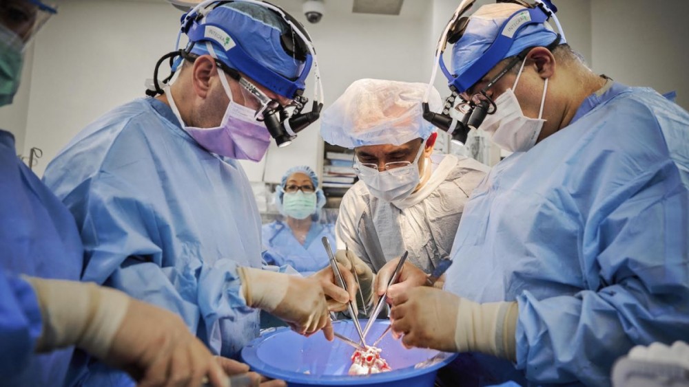 Ca ghép tim lợn cho 2 bệnh nhân ghép não được các bác sĩ phẫu thuật tại NYU thực hiện