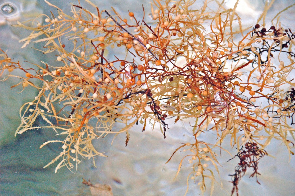 Rong mơ là một trong những loại tảo được nhóm sử dụng nhiều nhất để hấp thu cacbon trong không khí